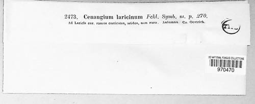 Tympanis laricina image